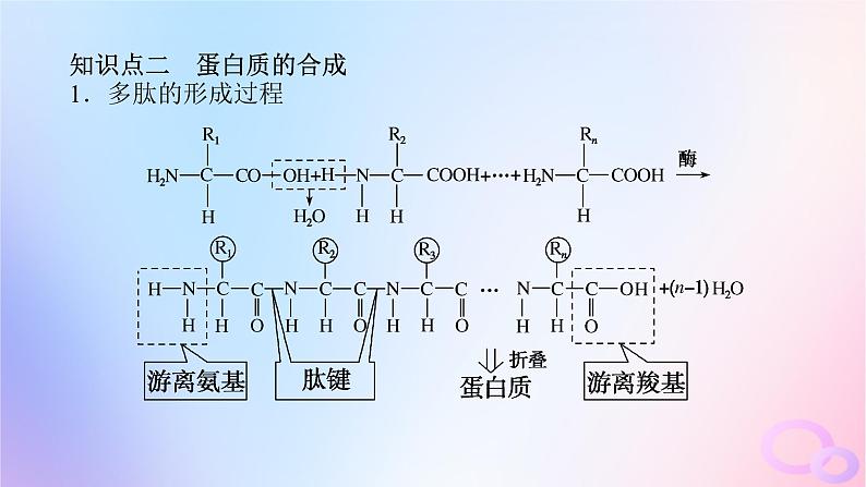 2024版新教材高考生物全程一轮总复习第一单元走近细胞及组成细胞的分子课堂互动探究案3蛋白质是生命活动的主要承担者课件第6页