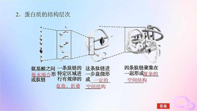 2024版新教材高考生物全程一轮总复习第一单元走近细胞及组成细胞的分子课堂互动探究案3蛋白质是生命活动的主要承担者课件第8页