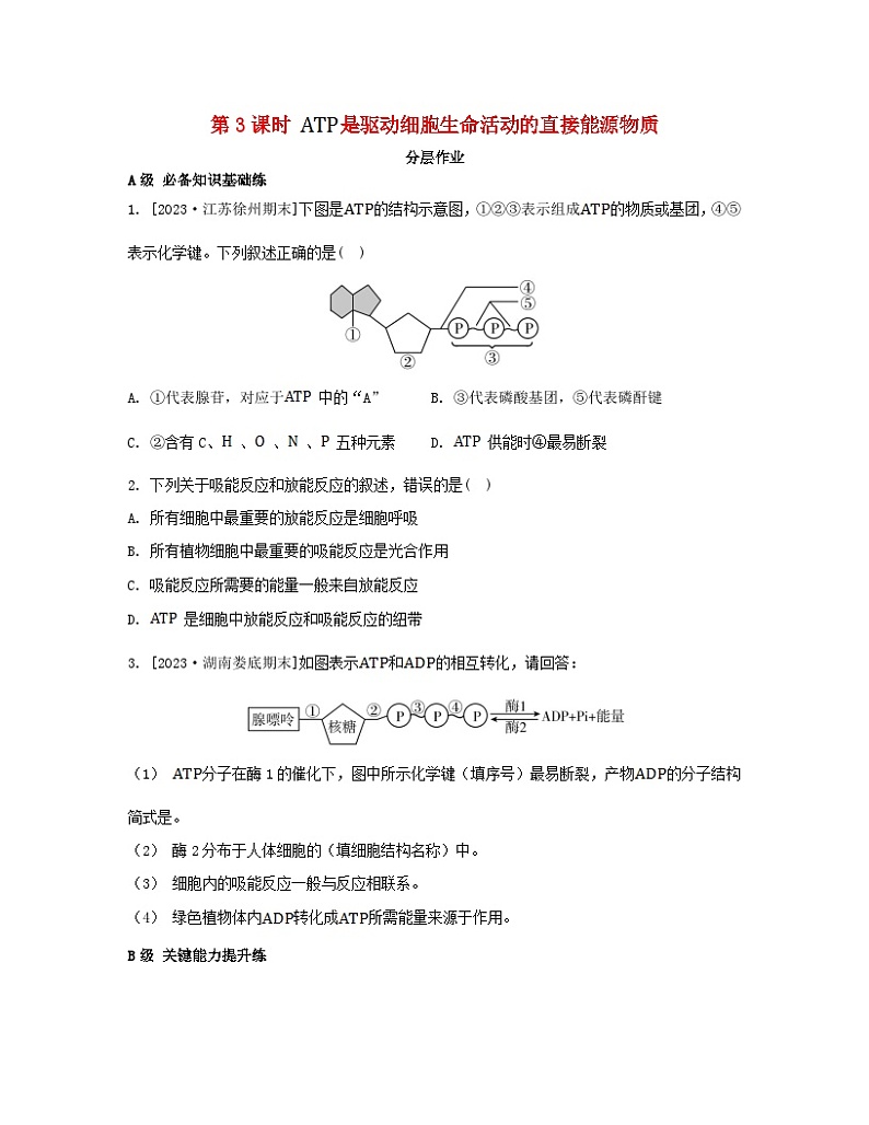 江苏专版2023_2024学年新教材高中生物第三章细胞中能量的转换和利用第一节生命活动需要酶和能源物质第三课时是驱动细胞生命活动的直接能源物质分层作业苏教版必修101