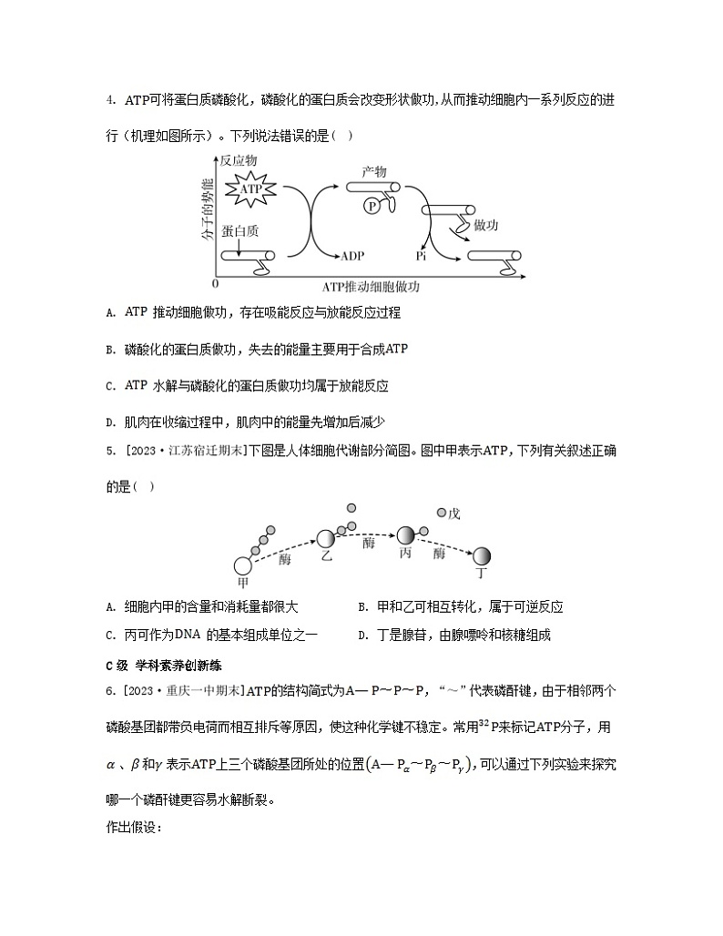 江苏专版2023_2024学年新教材高中生物第三章细胞中能量的转换和利用第一节生命活动需要酶和能源物质第三课时是驱动细胞生命活动的直接能源物质分层作业苏教版必修102