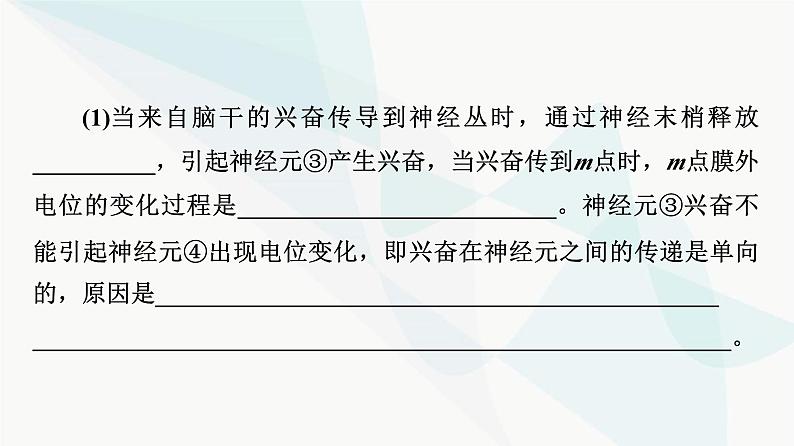 2024届高考生物一轮复习第8单元高频考点进阶课4兴奋传导与传递的相关分析课件第4页