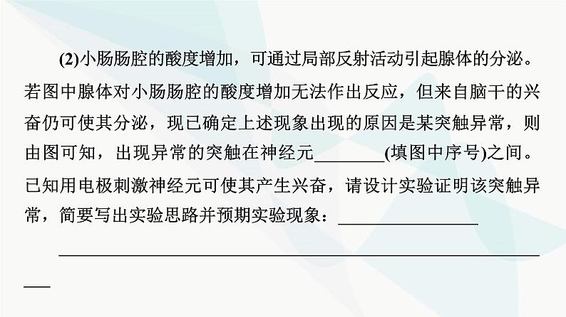 2024届高考生物一轮复习第8单元高频考点进阶课4兴奋传导与传递的相关分析课件第5页