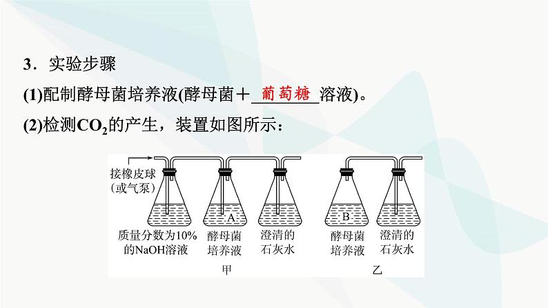 2024届高考生物一轮复习第3单元第8课细胞呼吸的原理和应用课件06