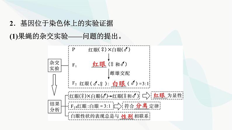 2024届高考生物一轮复习第5单元第16课基因在染色体上及伴性遗传和人类遗传病课件06