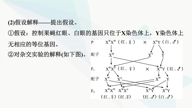 2024届高考生物一轮复习第5单元第16课基因在染色体上及伴性遗传和人类遗传病课件07