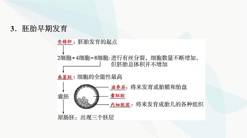 2024届高考生物一轮复习第10单元第39课胚胎工程生物技术的安全性与伦理问题课件第6页