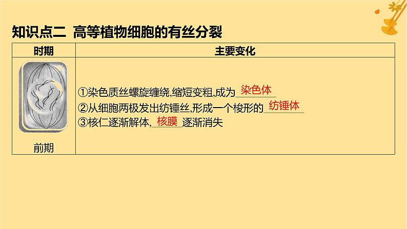 江苏专版2023_2024学年新教材高中生物第6章细胞的生命历程第1节细胞的增殖第1课时细胞周期和高等植物细胞的有丝分裂课件新人教版必修1第7页