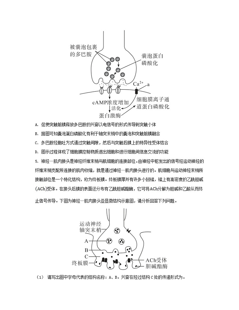 江苏专版2023_2024学年新教材高中生物第2章神经调节第3节神经冲动的产生和传导第2课时兴奋在神经元之间的传递和滥用兴奋剂吸食毒品的危害分层作业新人教版选择性必修1第3页