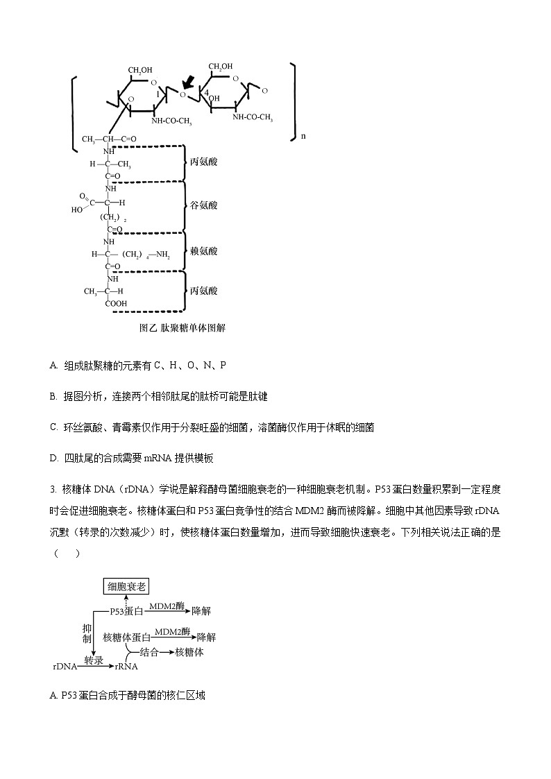 2022-2023学年重庆市南开中学高三下学期第九次质量检测生物试题含答案第2页