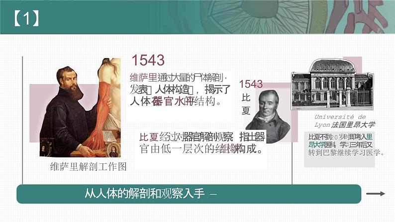 【核心素养目标】1.1《细胞是生命活动的基本单位》课件+课堂检测04