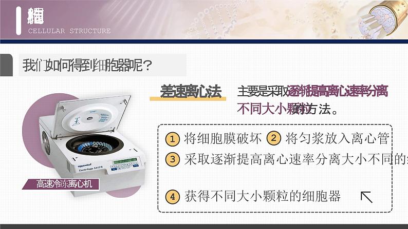 【核心素养目标】3.2《细胞器之间的分工合作》课件+课堂检测08