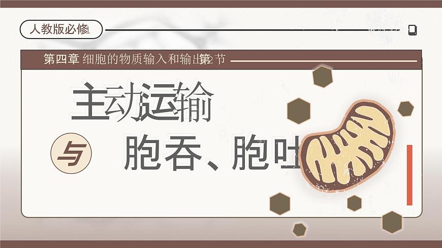4.2《主動(dòng)運(yùn)輸與胞吞、胞吐》課件第1頁