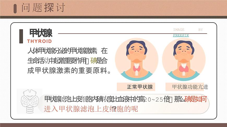 4.2《主動(dòng)運(yùn)輸與胞吞、胞吐》課件第4頁