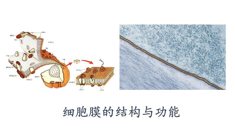3.1细胞膜的结构与功能课件PPT第1页