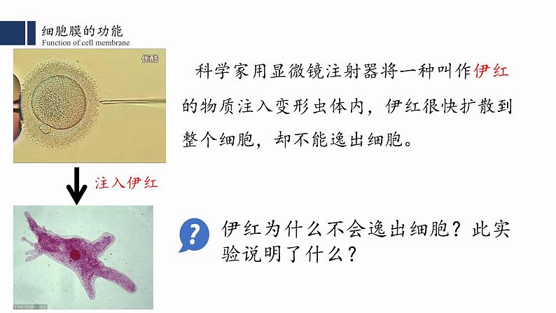3.1细胞膜的结构与功能课件PPT第2页