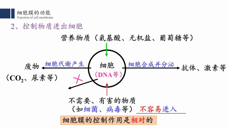 3.1细胞膜的结构与功能课件PPT04