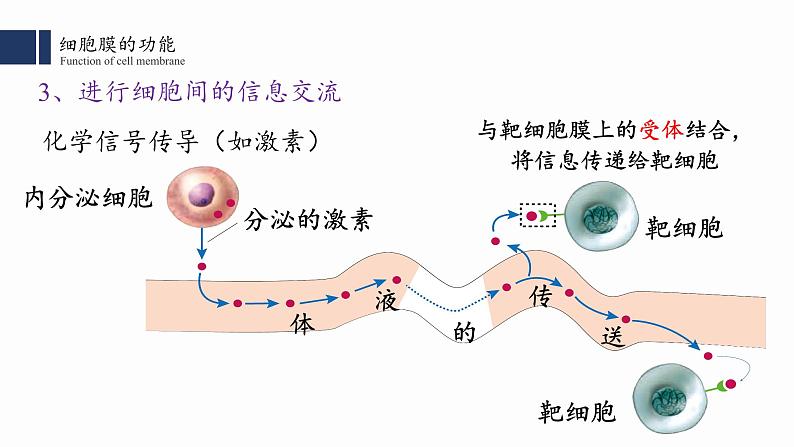 3.1细胞膜的结构与功能课件PPT第6页