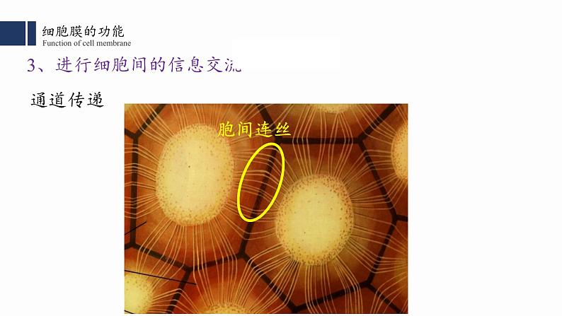 3.1细胞膜的结构与功能课件PPT第8页