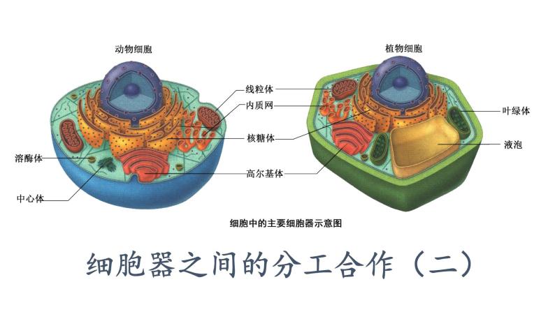 3.2细胞器之间的分工合作（2）课件PPT01