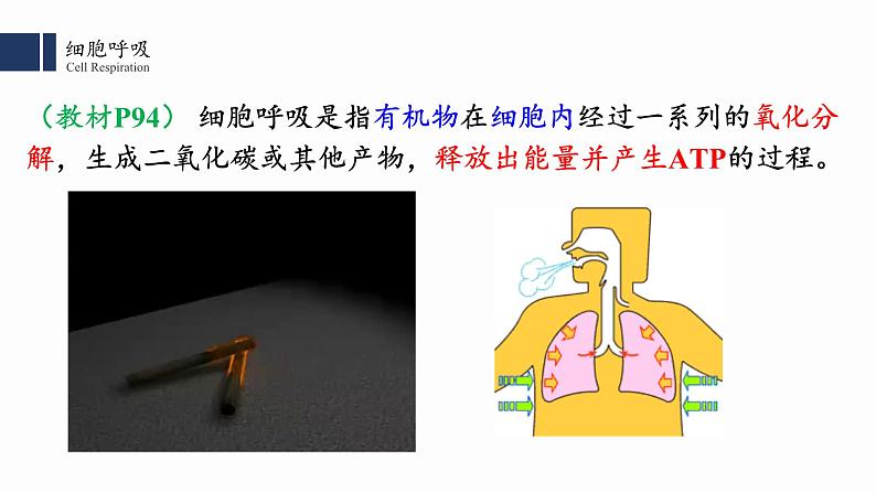 5.3细胞呼吸的原理和应用(1)课件PPT第3页