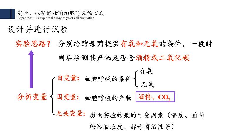 5.3细胞呼吸的原理和应用(1)课件PPT第6页