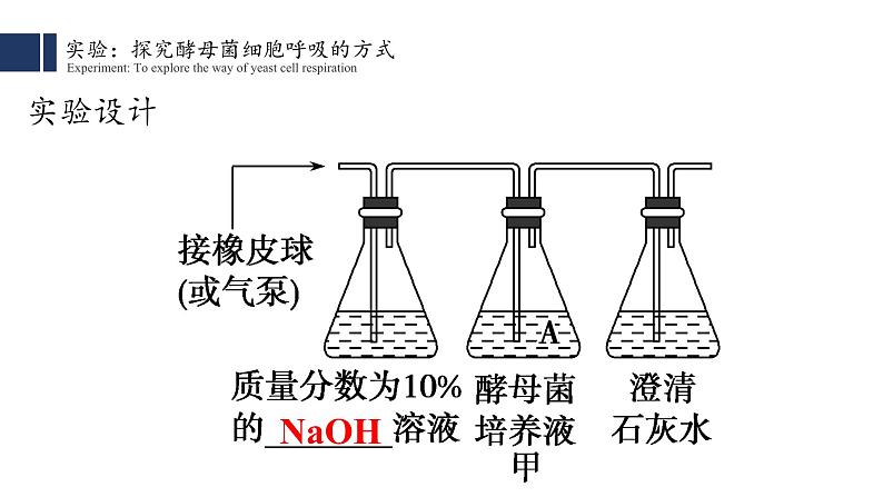 5.3细胞呼吸的原理和应用(1)课件PPT第7页