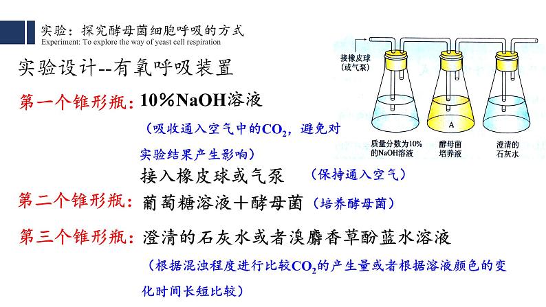 5.3细胞呼吸的原理和应用(1)课件PPT第8页