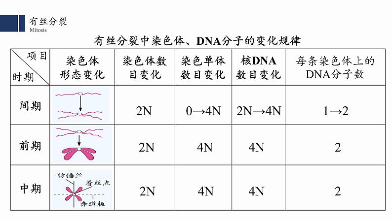 6.1细胞的增殖(2)课件PPT第8页