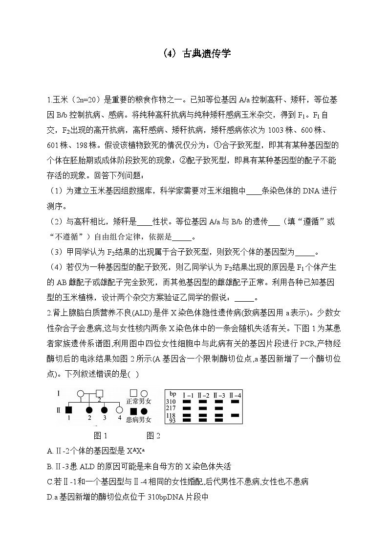 2024届高考生物一轮复习专项练习(4)古典遗传学第1页