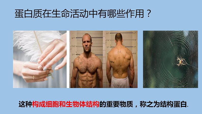 2.4蛋白质是生命活动的主要承担者课件PPT第4页