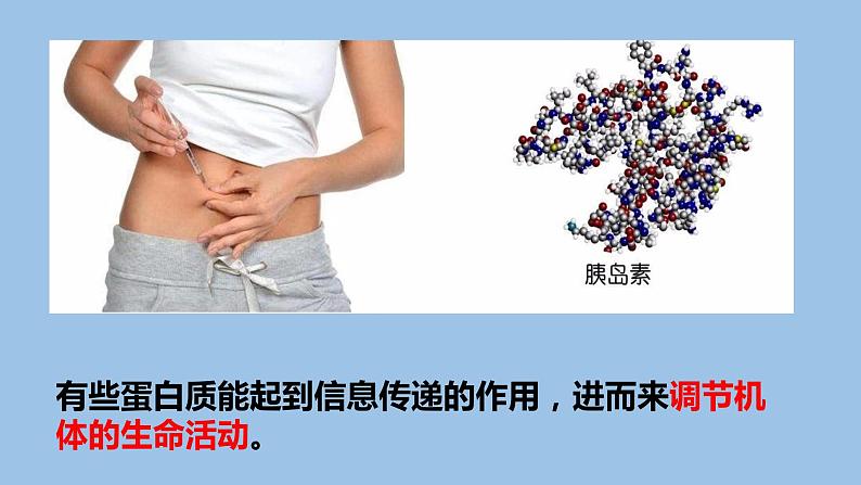 2.4蛋白质是生命活动的主要承担者课件PPT第5页
