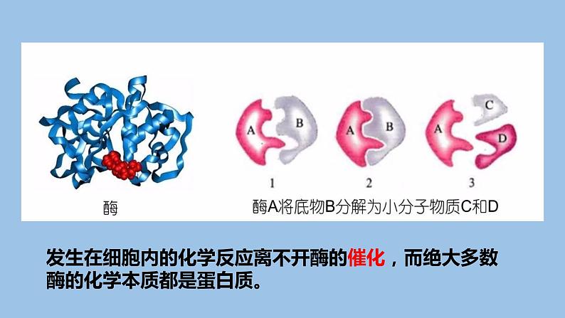 2.4蛋白质是生命活动的主要承担者课件PPT第6页