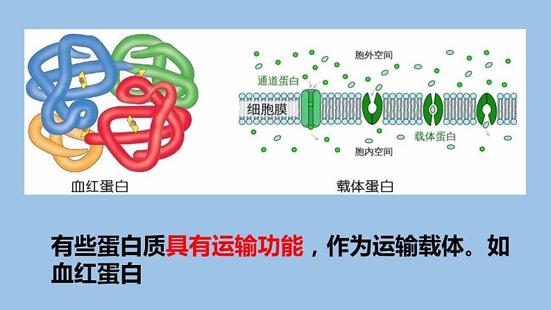2.4蛋白质是生命活动的主要承担者课件PPT第7页
