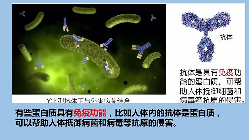2.4蛋白质是生命活动的主要承担者课件PPT第8页