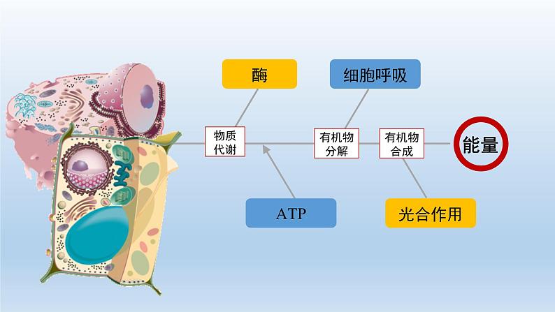5.1.1降低化学反应活化能的酶——酶的作用和本质课件PPT02