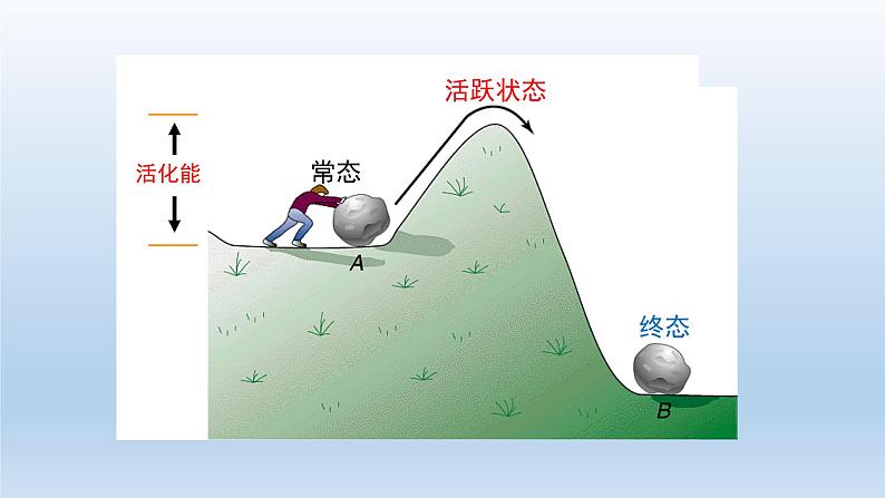 5.1.1降低化学反应活化能的酶——酶的作用和本质课件PPT06