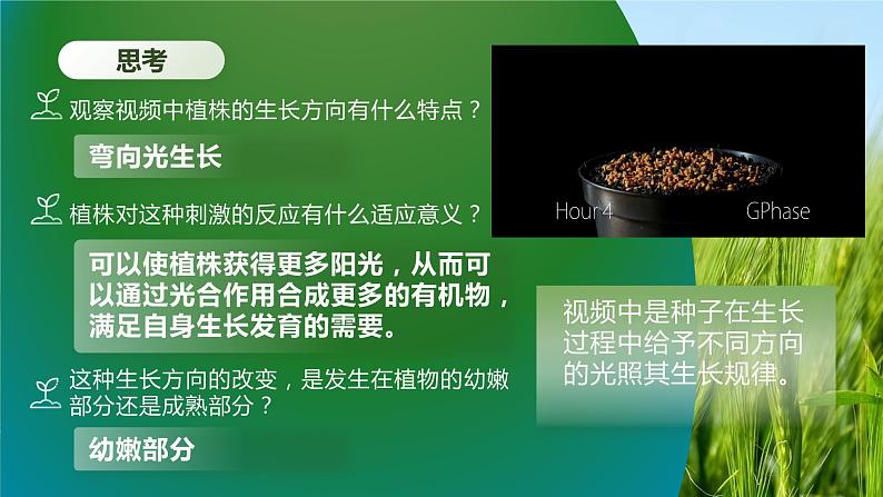 【核心素养目标】5.1《植物生长素》课件第3页