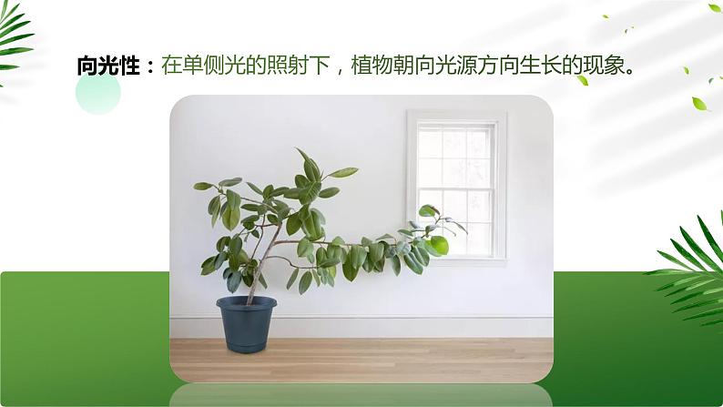 【核心素养目标】5.1《植物生长素》课件第4页