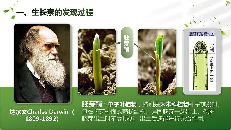 【核心素养目标】5.1《植物生长素》课件第5页
