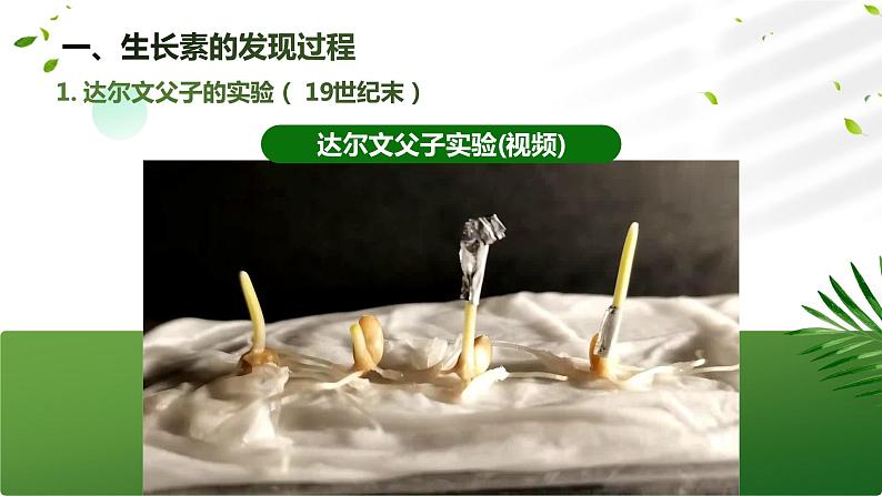 【核心素养目标】5.1《植物生长素》课件第6页