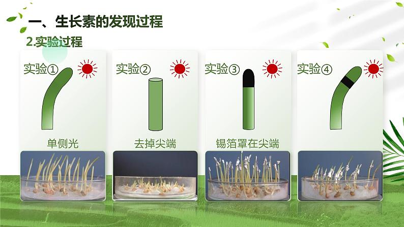 【核心素养目标】5.1《植物生长素》课件第7页
