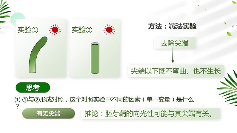 【核心素养目标】5.1《植物生长素》课件第8页