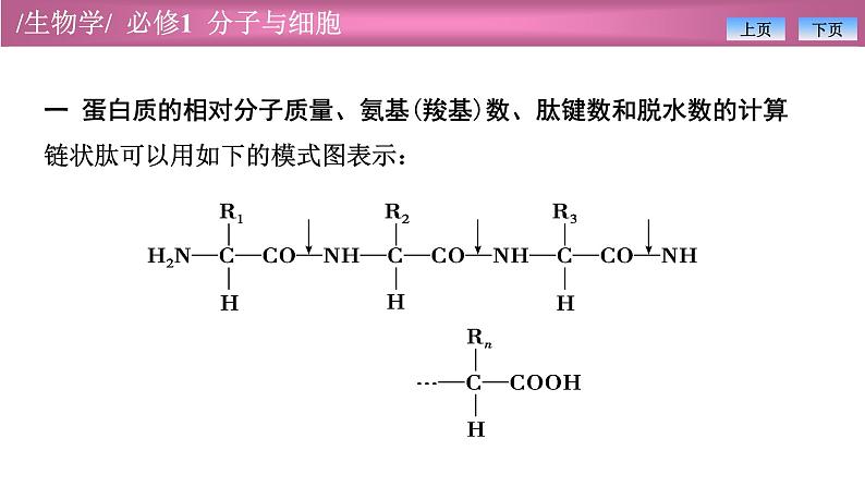 2.4有关蛋白质的计算课件PPT第2页