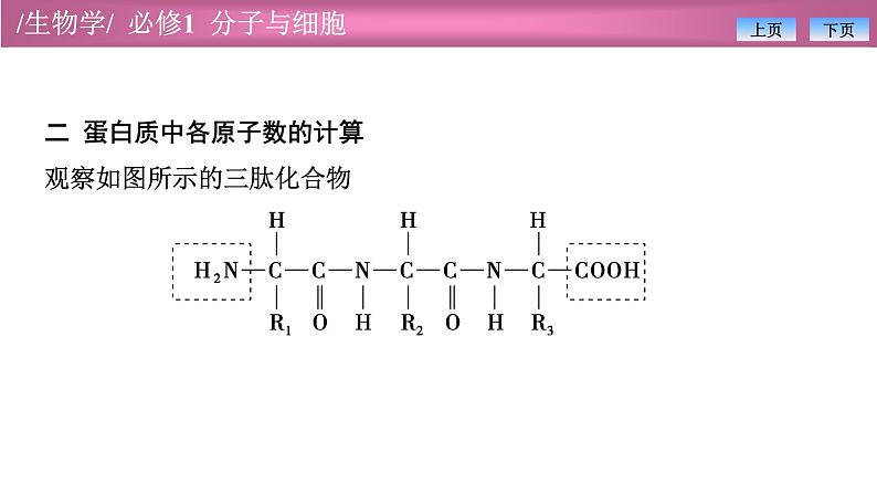 2.4有关蛋白质的计算课件PPT第7页