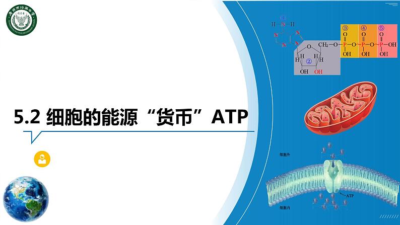 5.2 细胞的能量“货币”-ATP课件PPT02