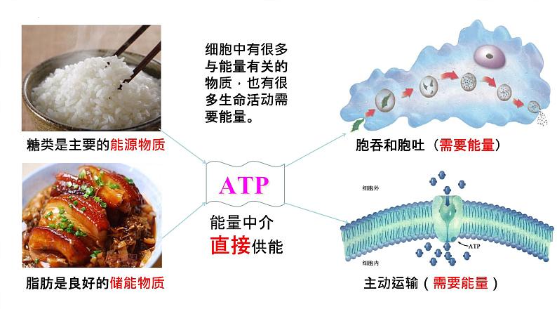 5.2 细胞的能量“货币”-ATP课件PPT05
