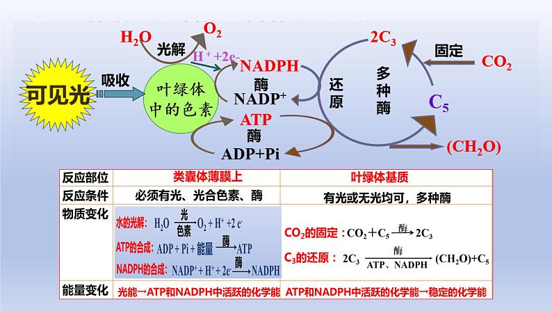 5.4.3光合作用原理的应用--影响光合作用的因素课件PPT02