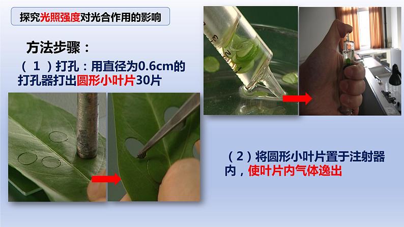 5.4.3光合作用原理的应用--影响光合作用的因素课件PPT06