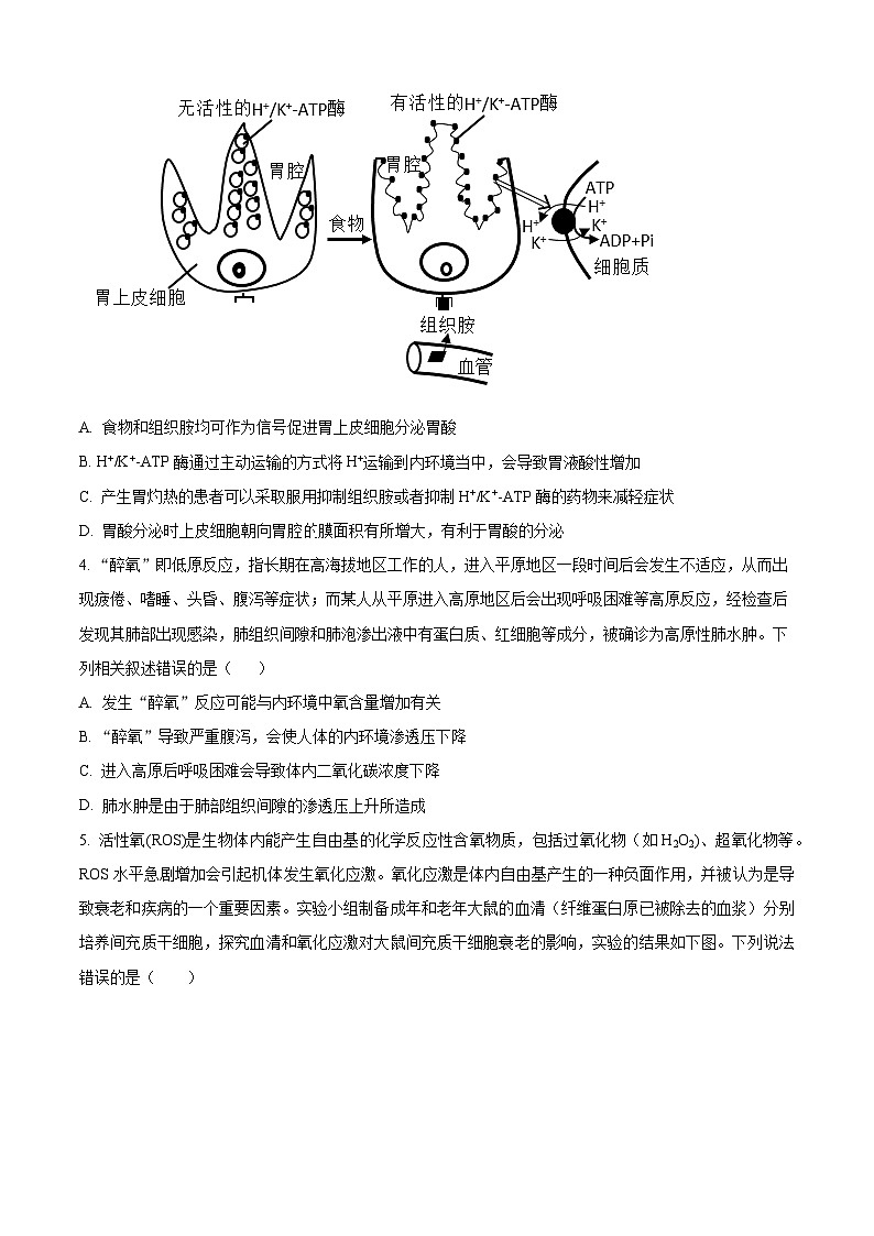 2024荆州沙中学高二上学期9月月考生物试题含解析02