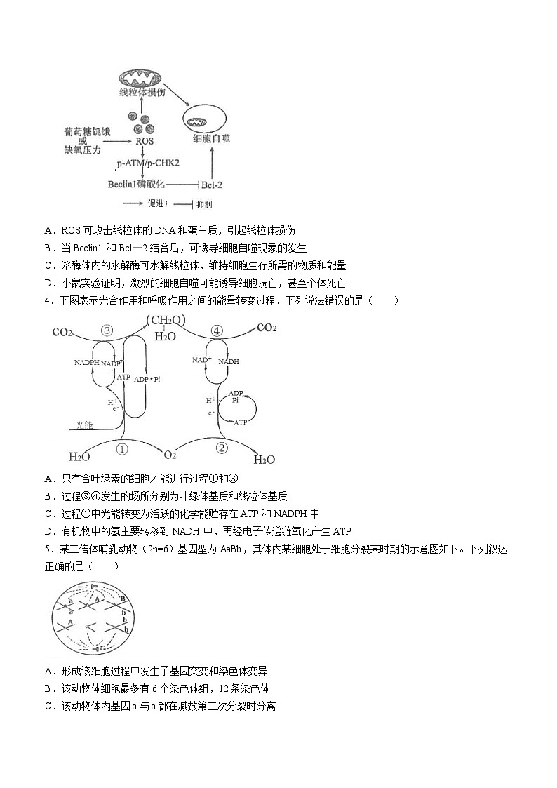 江苏省江浙高中发展共同体2023-2024学年高三10月联考生物试题第2页